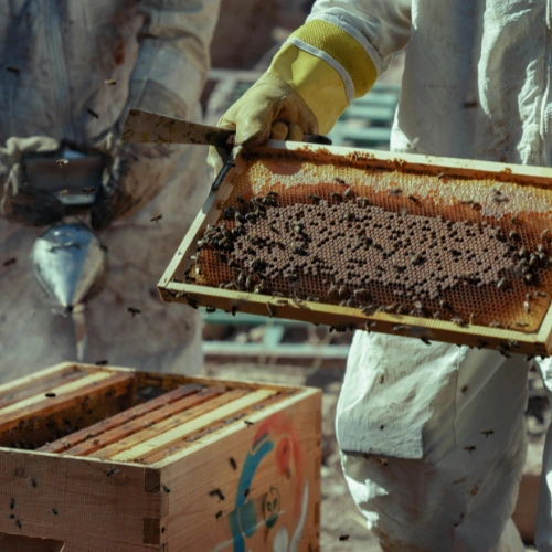 Natural Honey