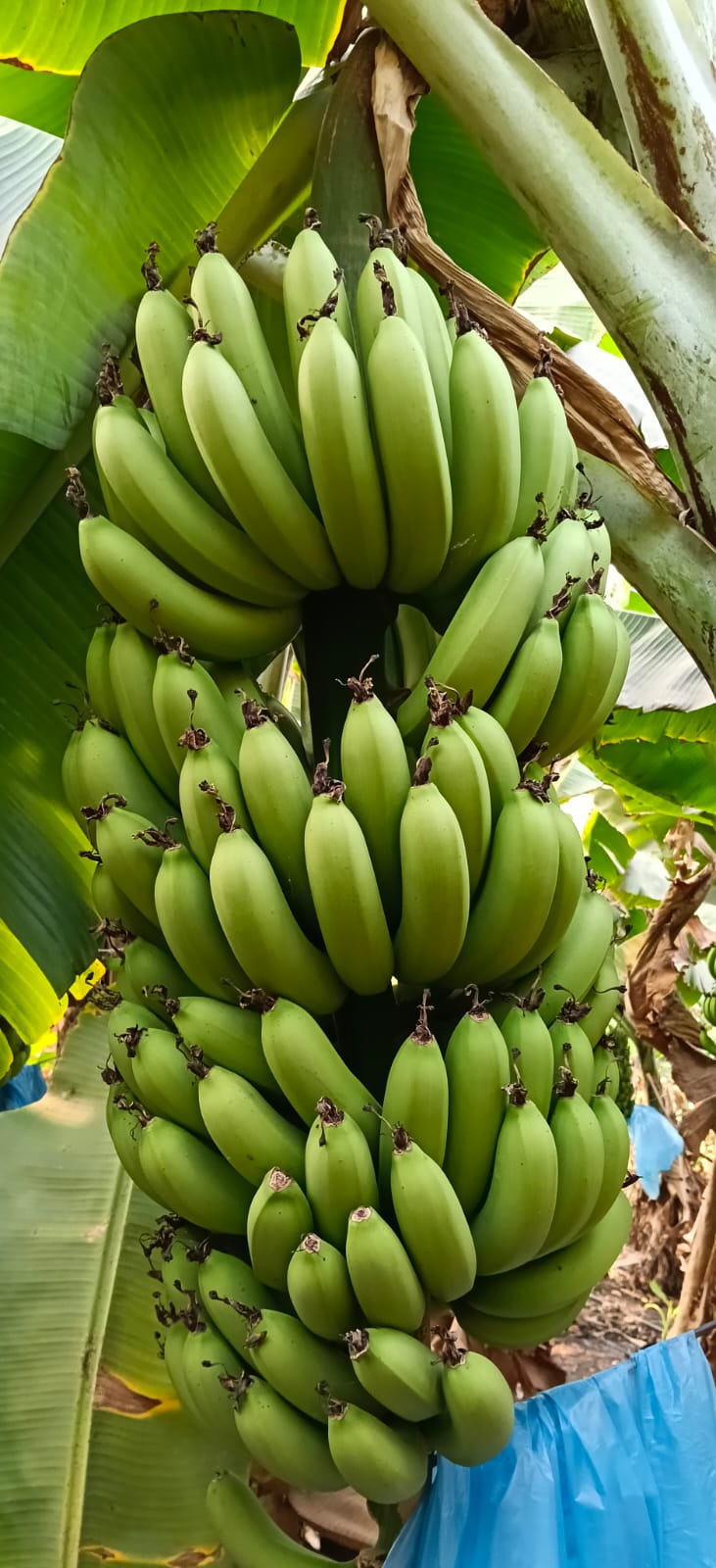 Green Banana